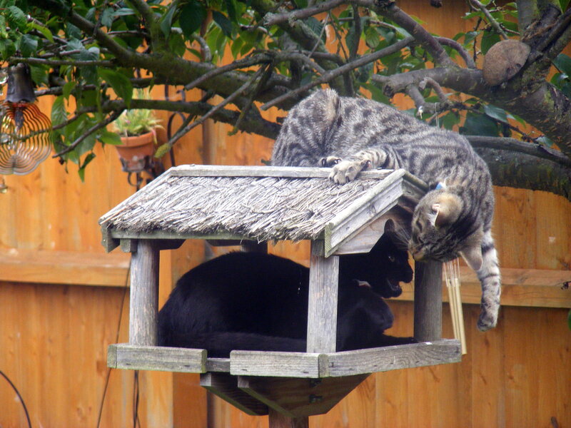 Cats on a bird feeder