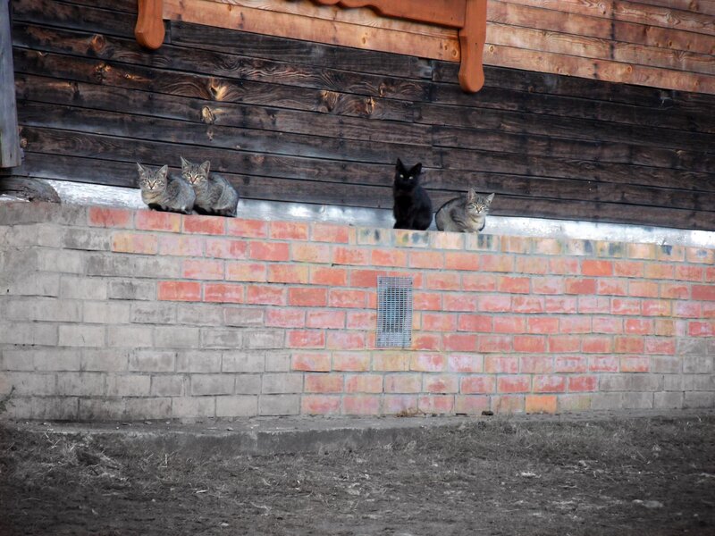 Cats on a brick wall