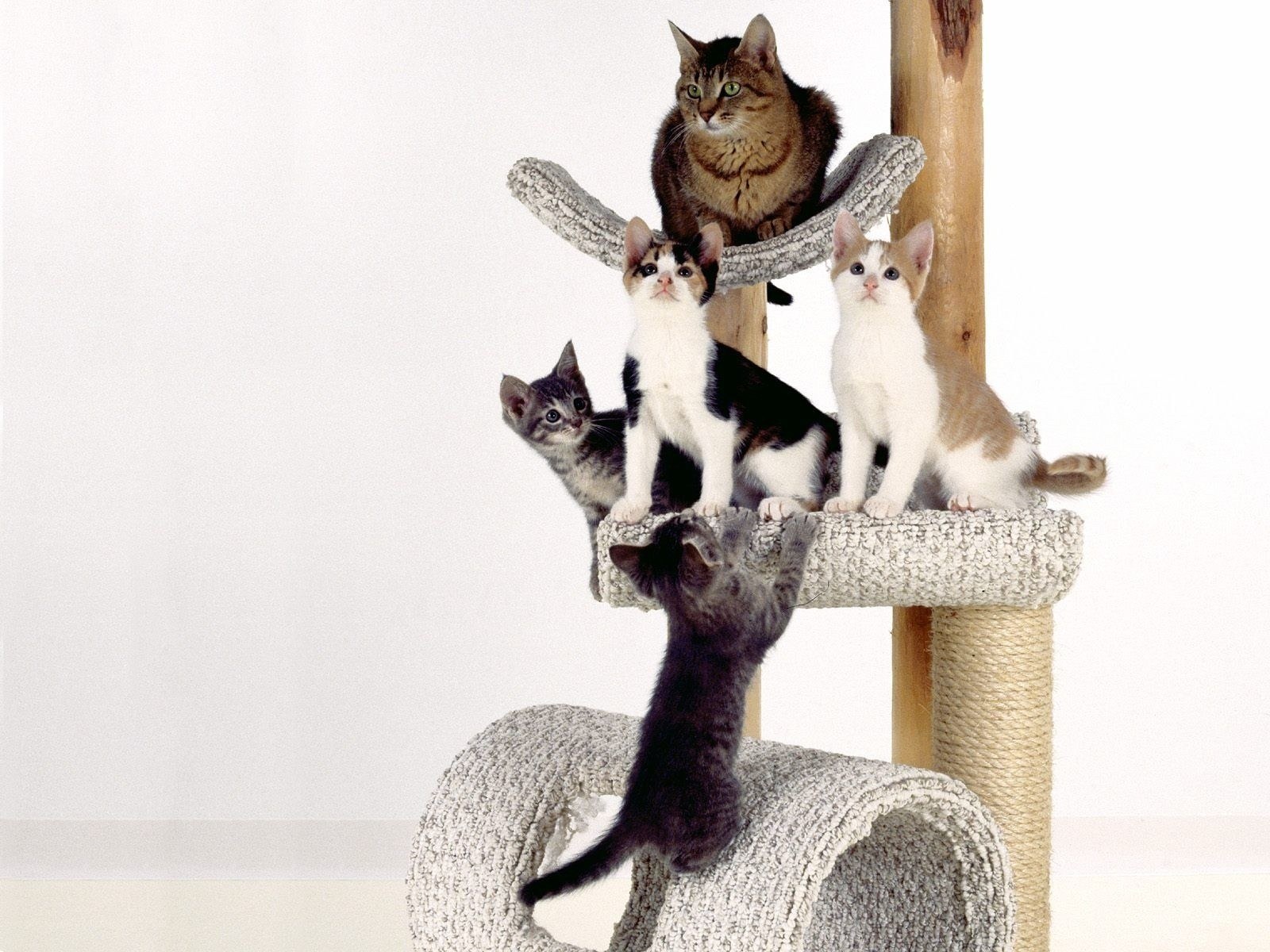 Cats on a cat tree