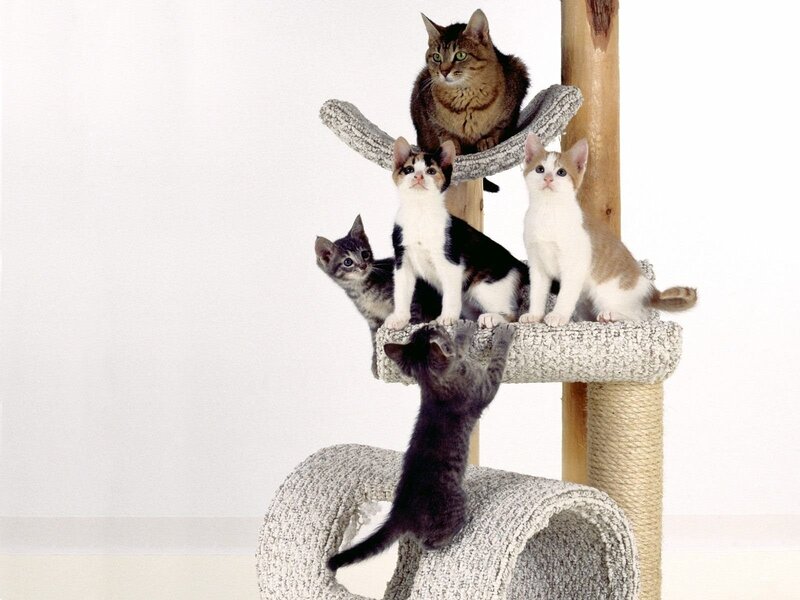 Cats on a cat tree