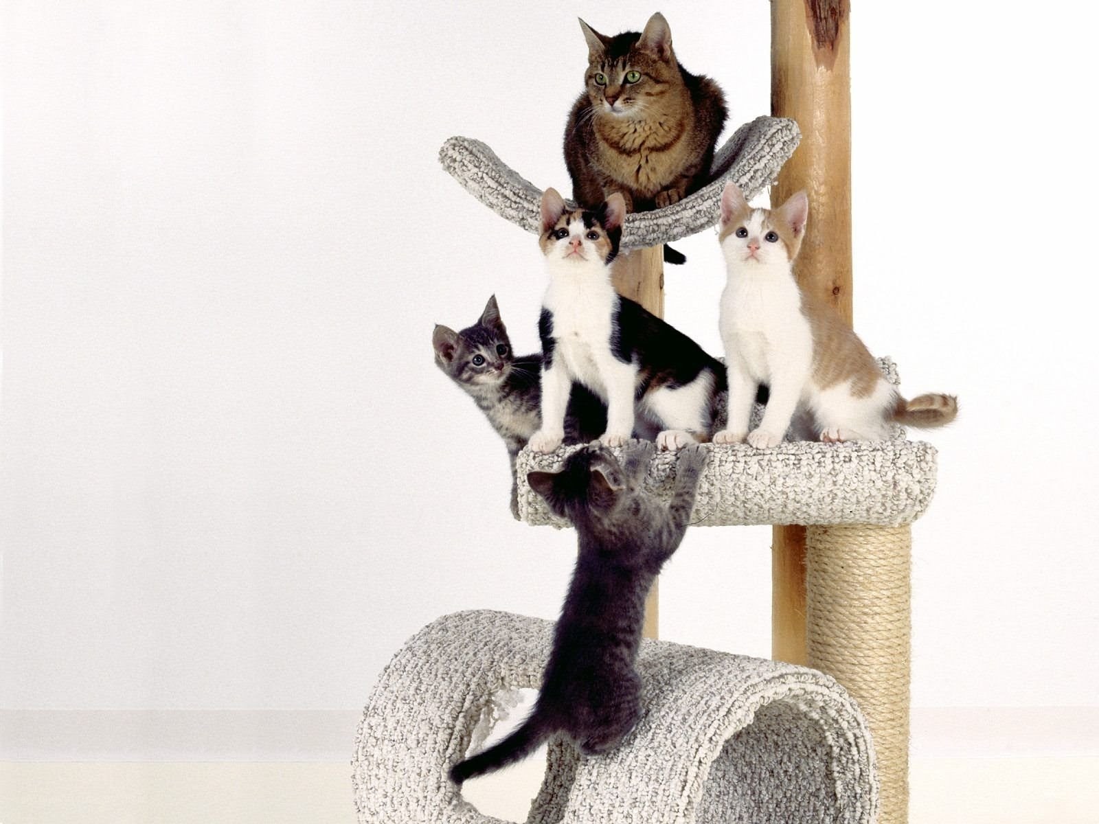 Cats on a cat tree