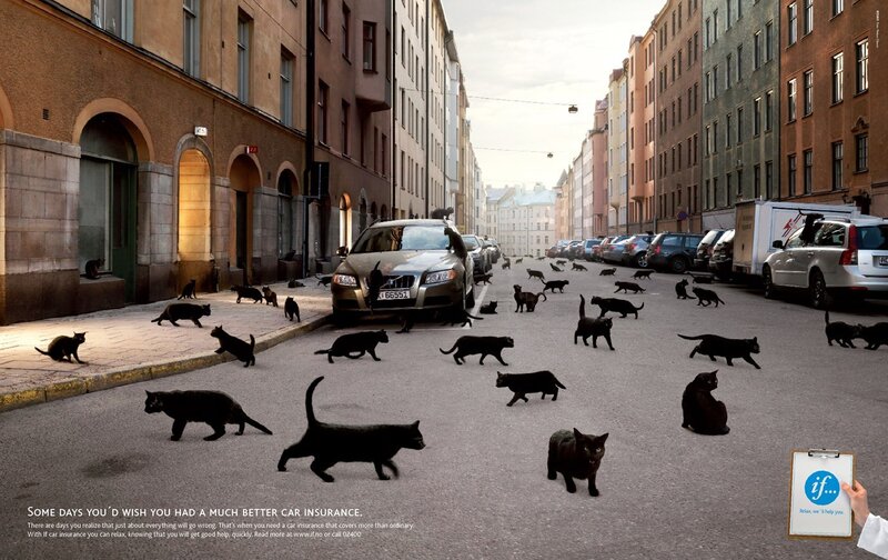 cats on a city street