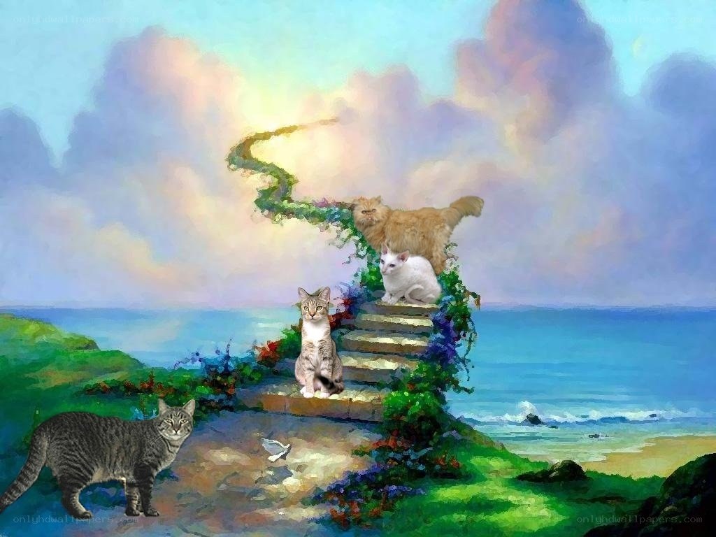 Cats on a coastal staircase
