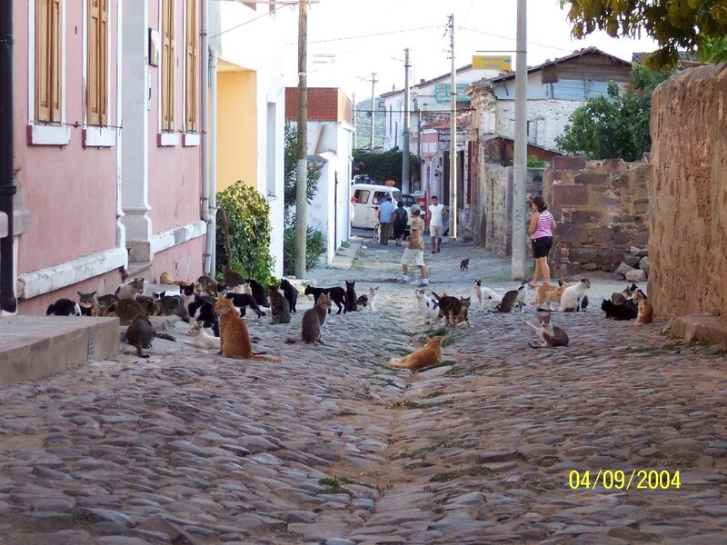 Cats on a cobblestone street