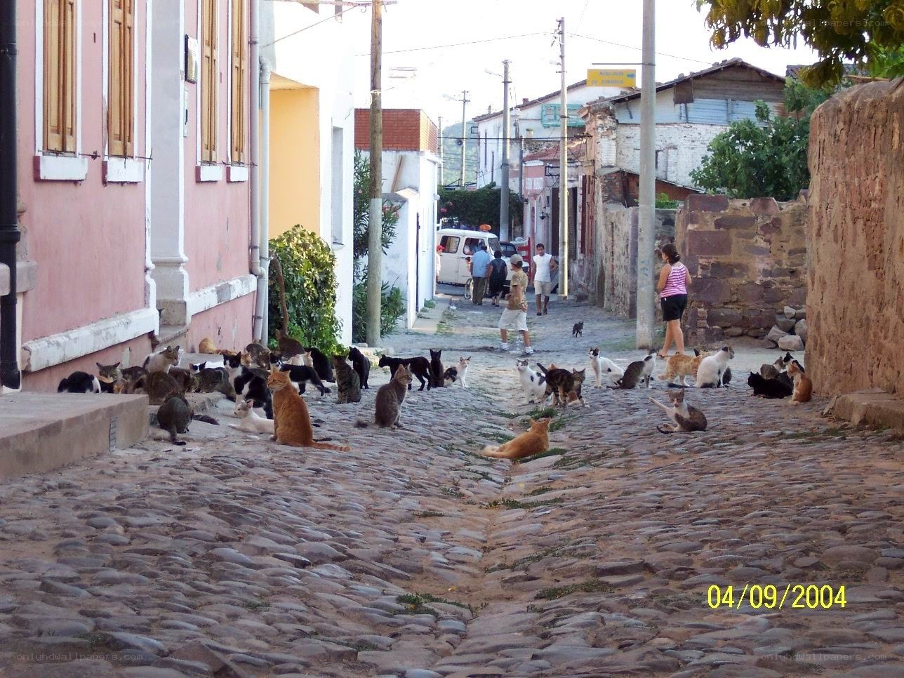 Cats on a cobblestone street