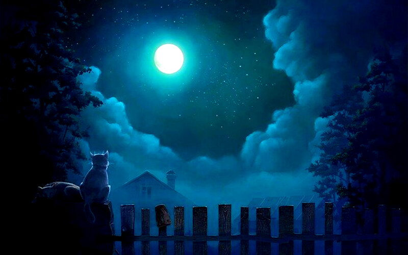 Cats on a Fence