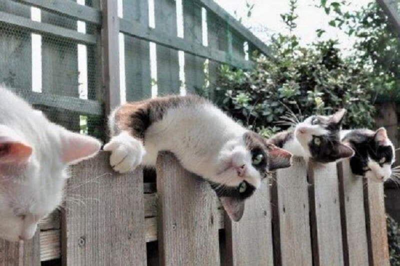 Cats on a Fence — White