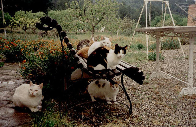 Cats on a garden bench