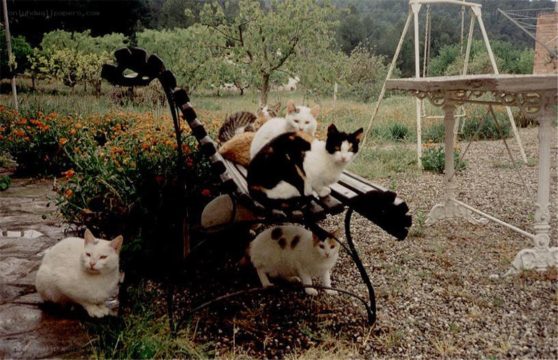 Cats on a garden bench