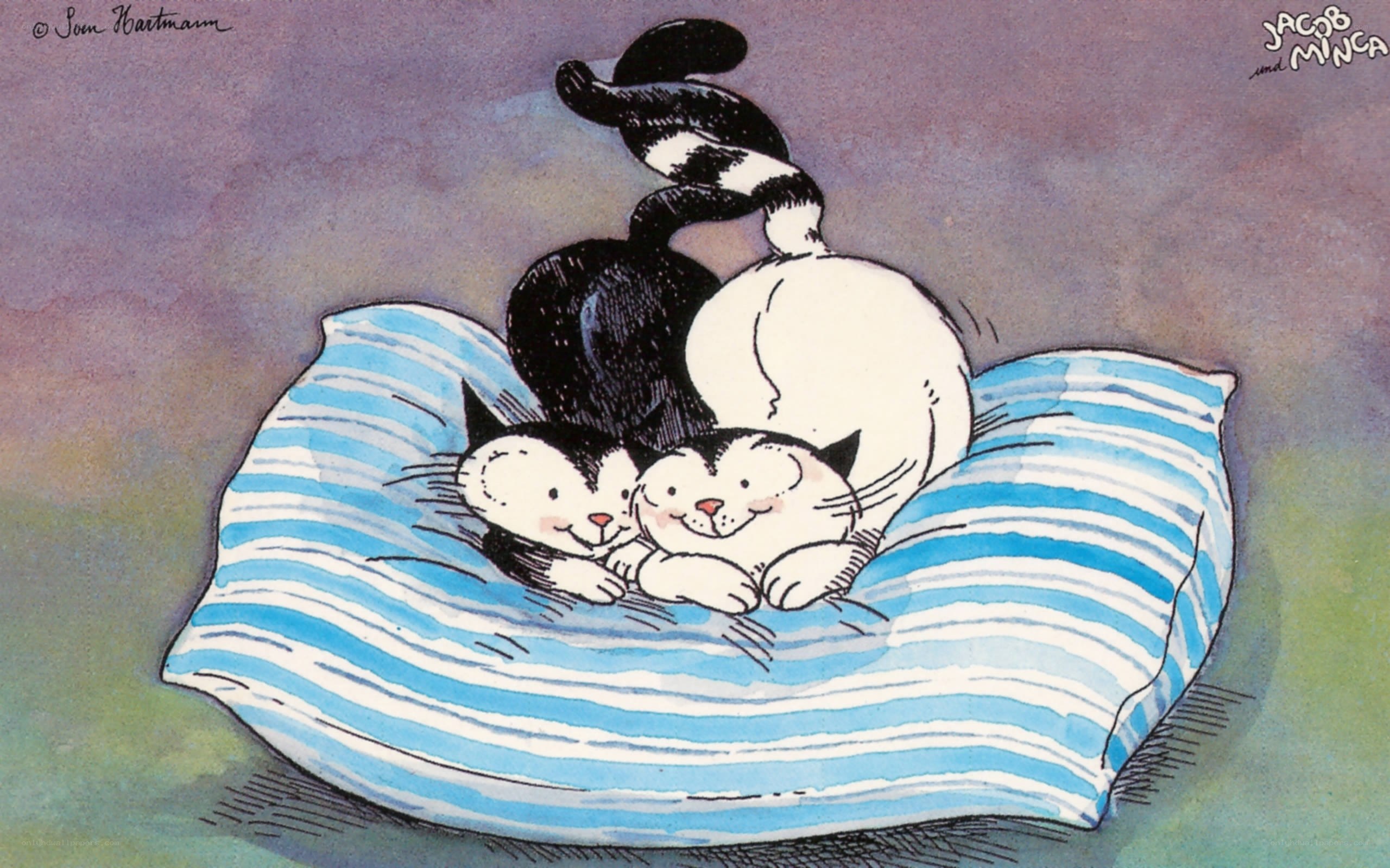 Cats on a pillow