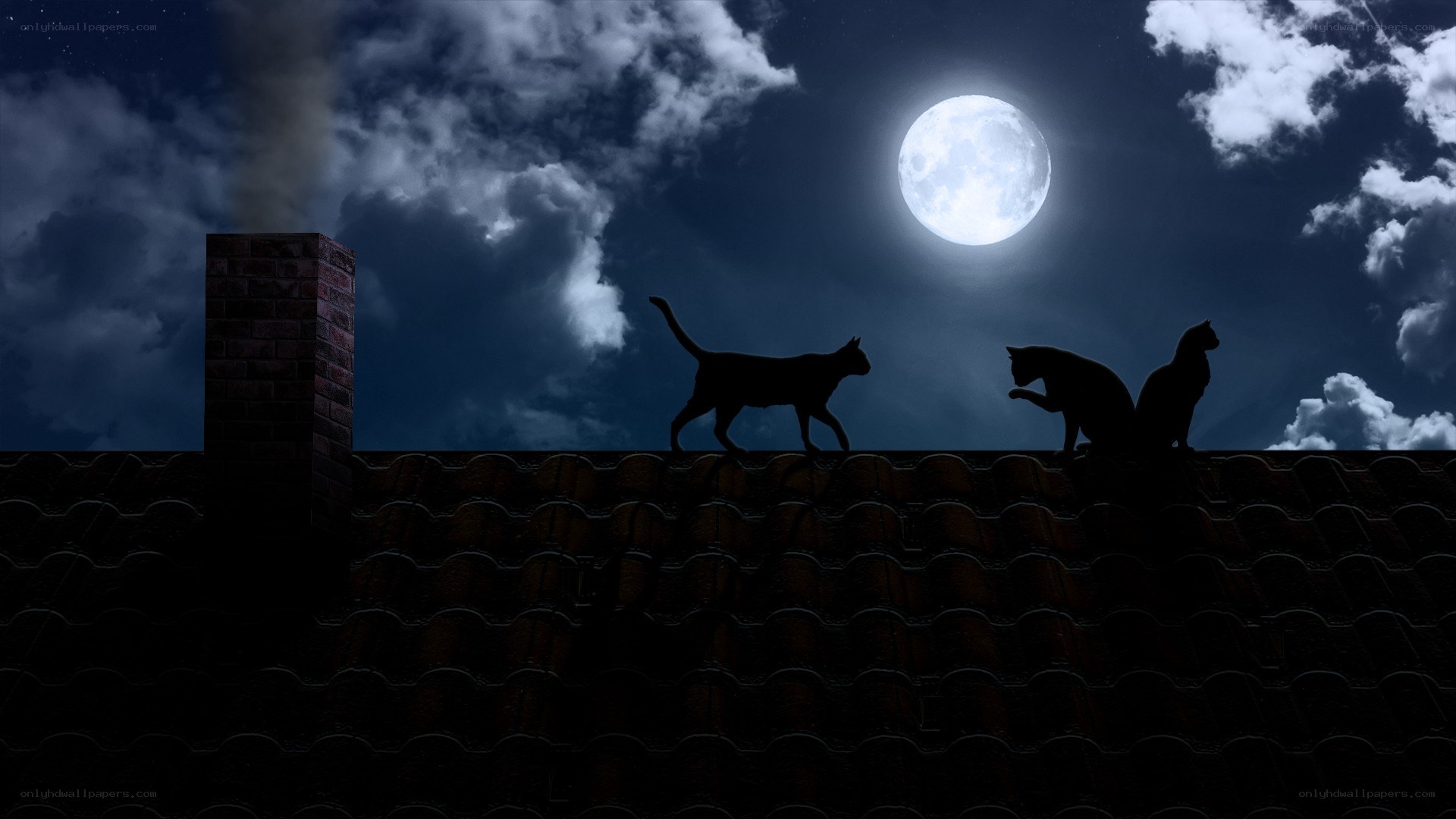 Cats on a rooftop at night
