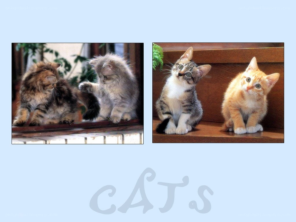 Cats on a shelf