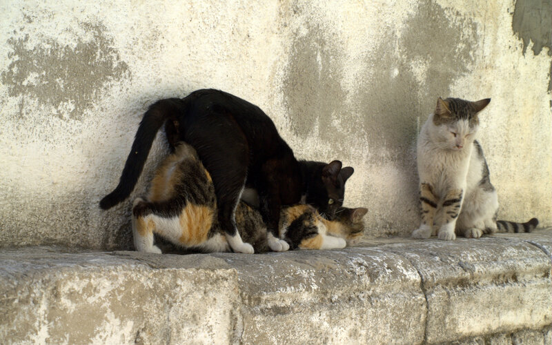 Cats on a stone ledge