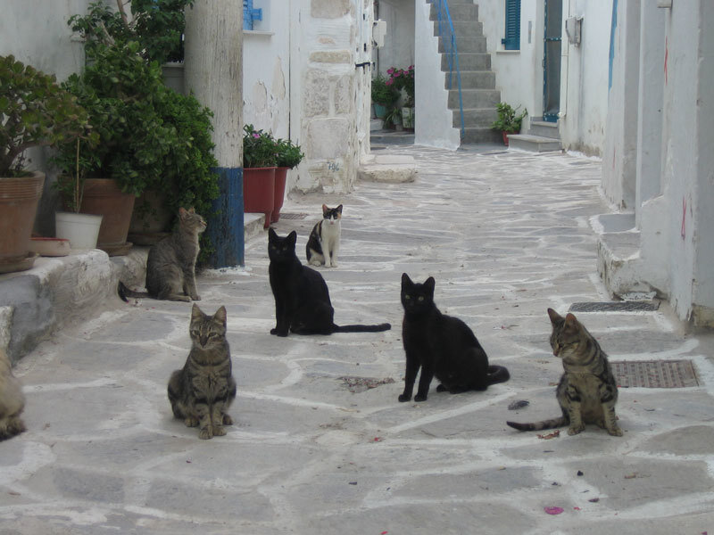Cats on a Stone Street