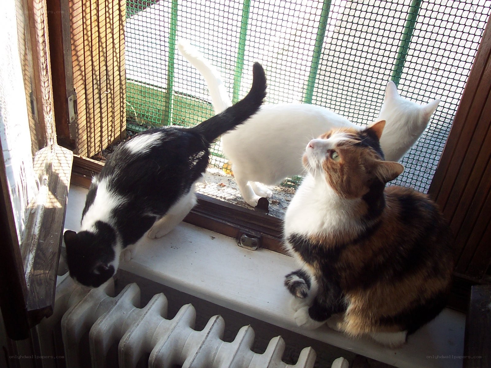 Cats on a sunny windowsill