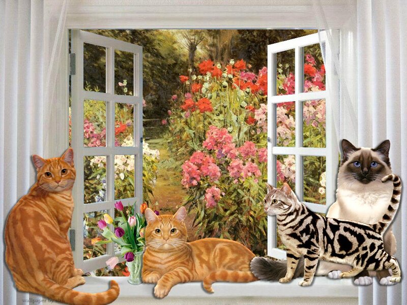 Cats on a Windowsill