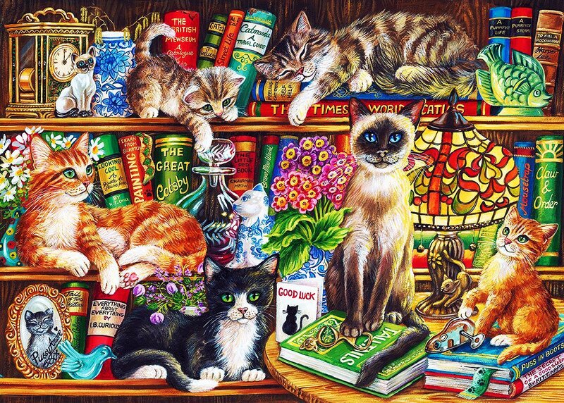 Cats on Bookshelves