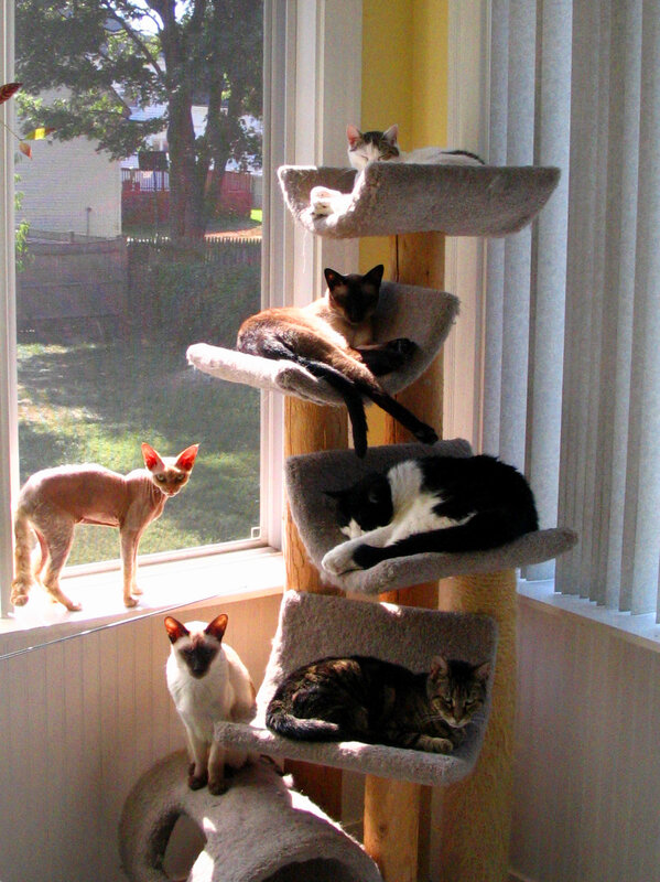 Cats on Cat Tree