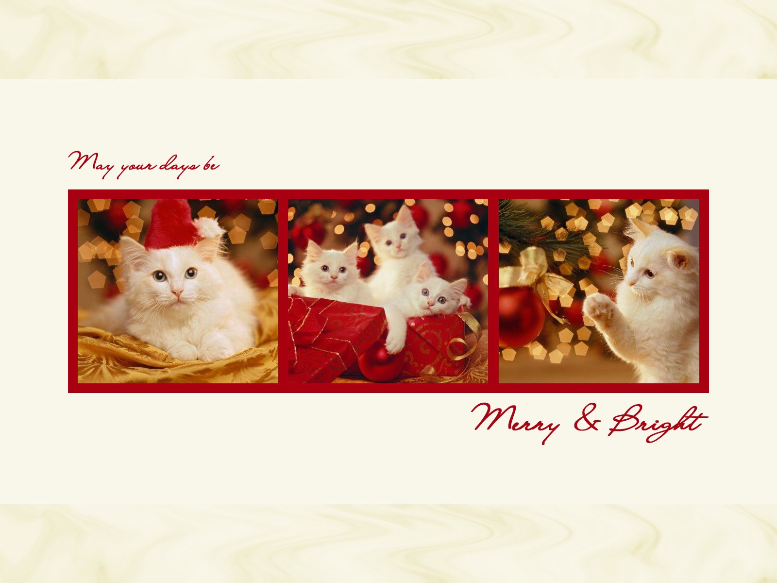 Cats on Christmas card