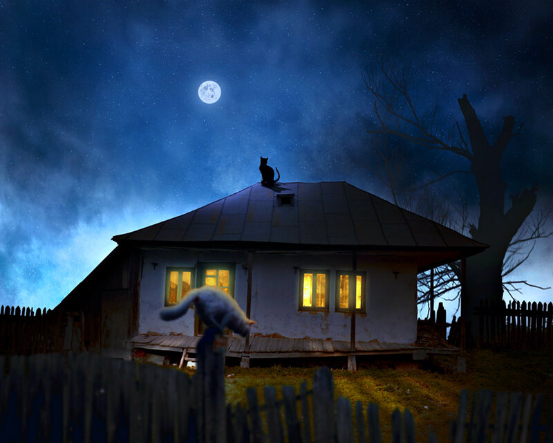 Cats on House Roof