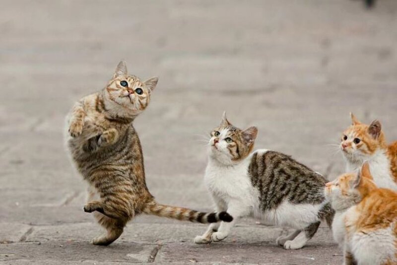 Cats on Pavement