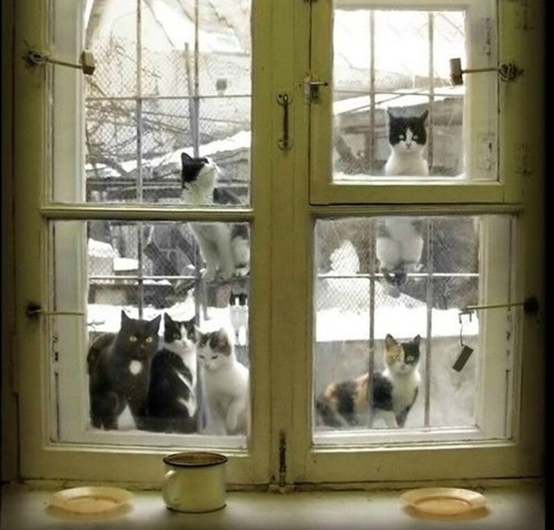 Cats Outside Window