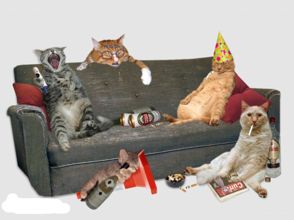 cats partying on a couch