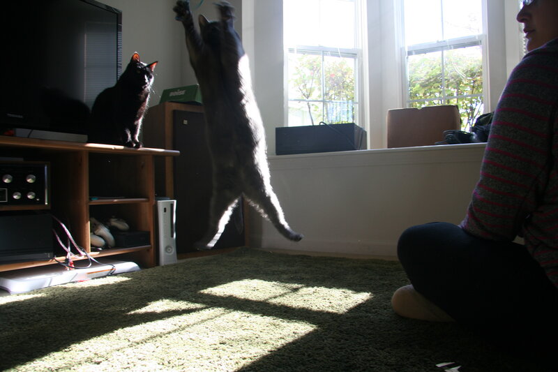 cats playing in sunbeams
