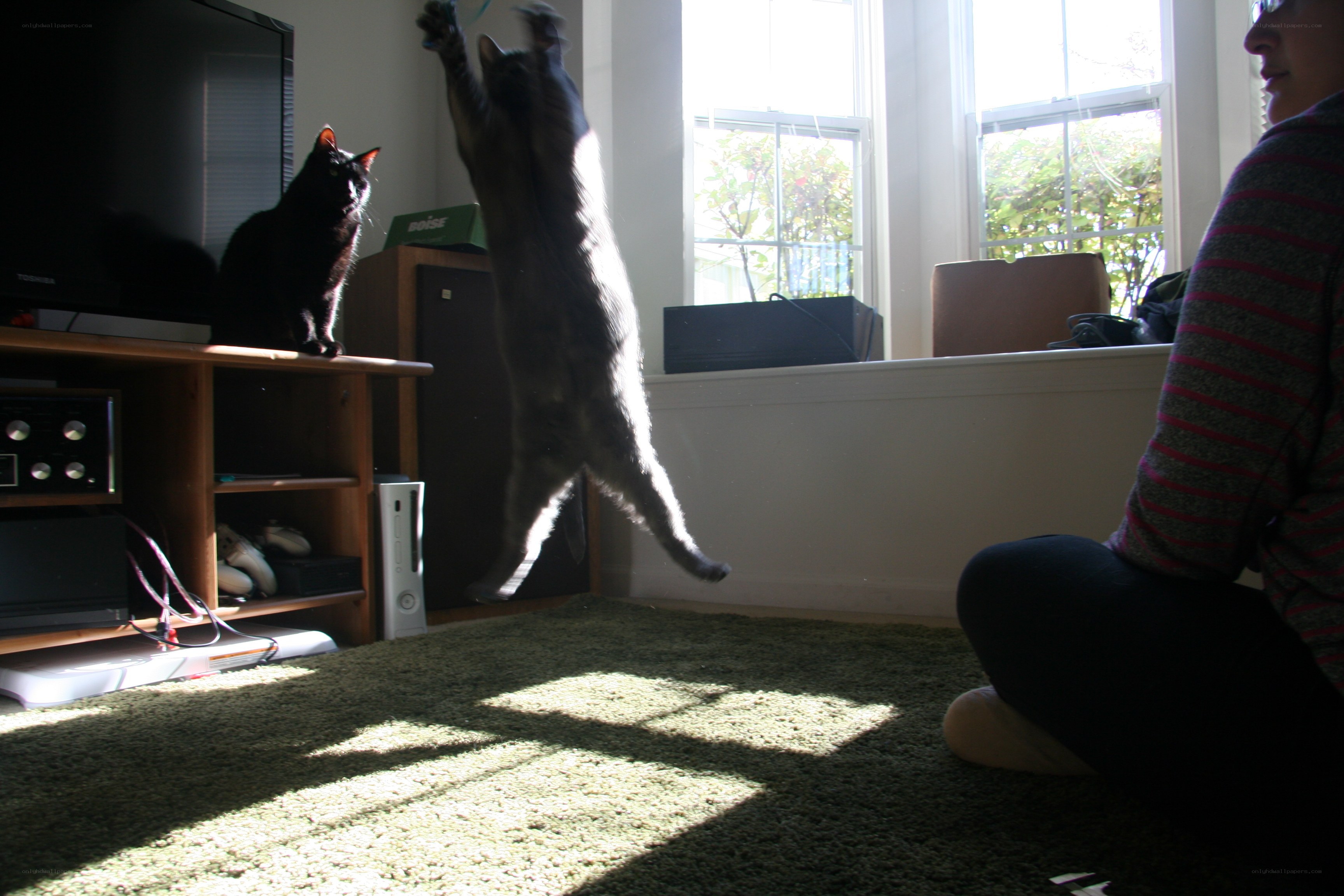 cats playing in sunbeams