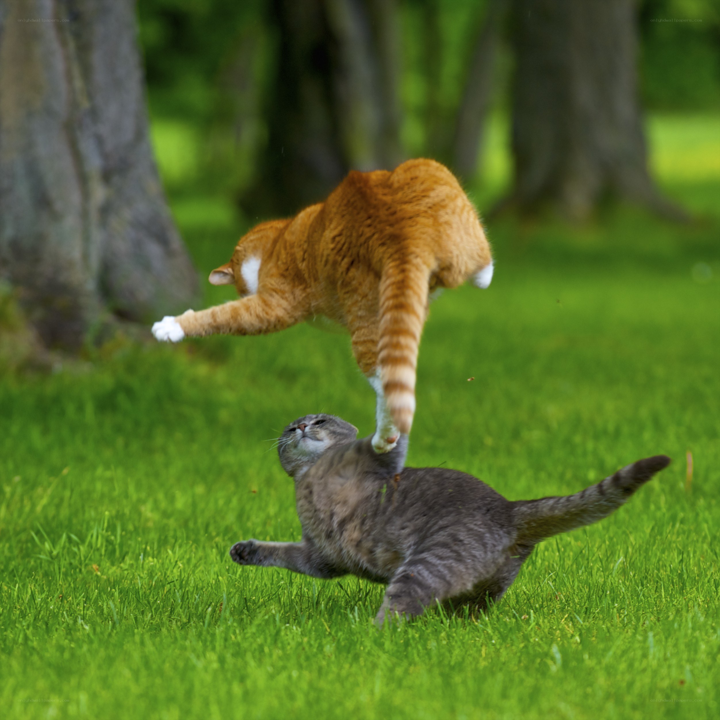 Cats playing in the grass