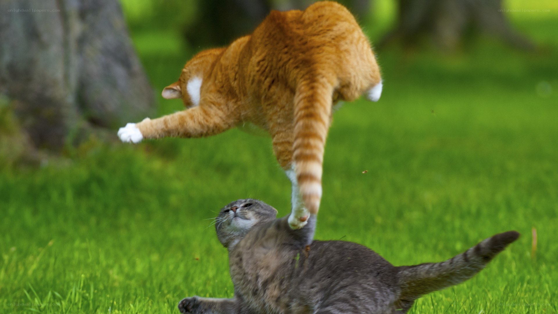 Cats playing in the grass