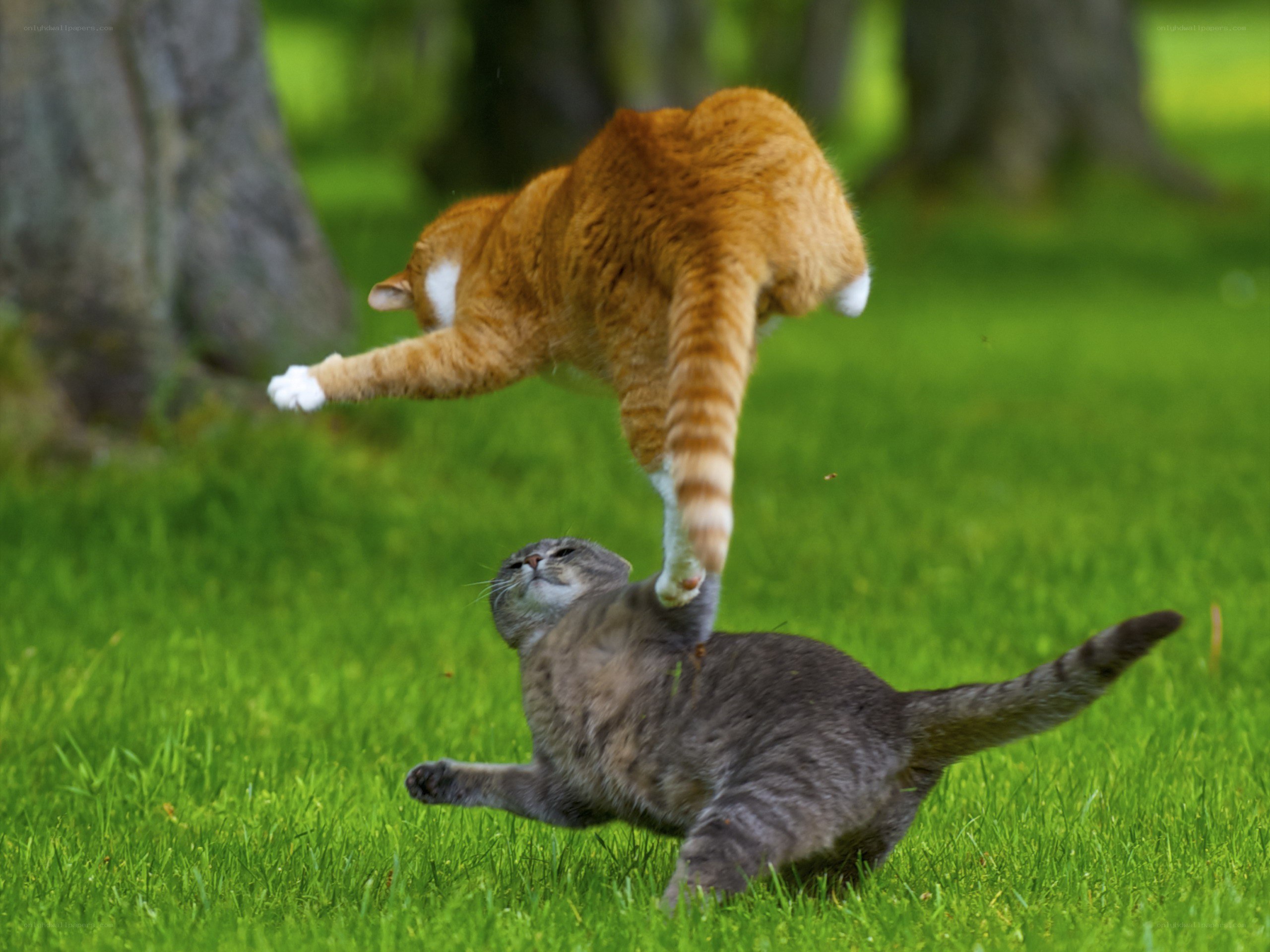 Cats playing in the grass