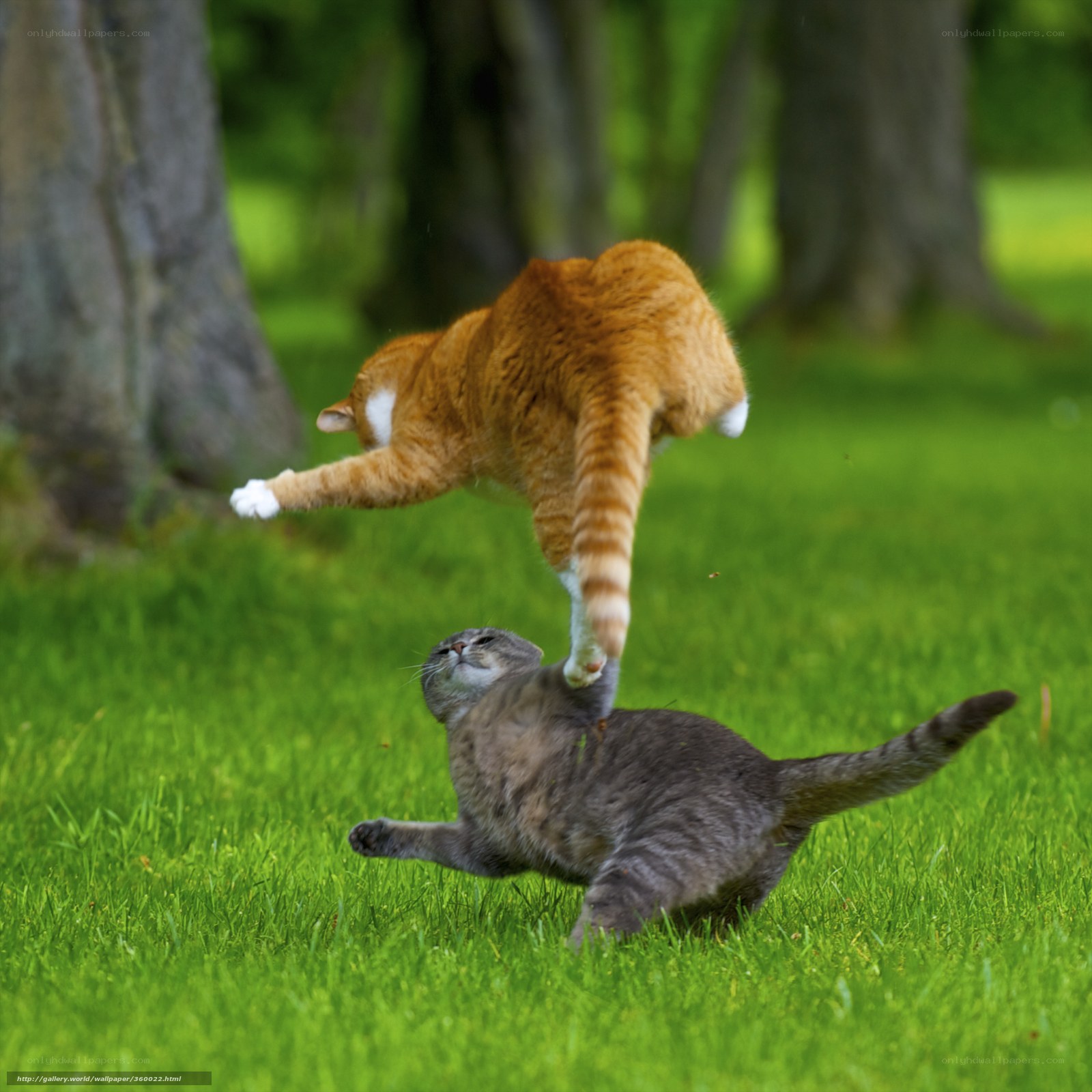 Cats playing in the grass