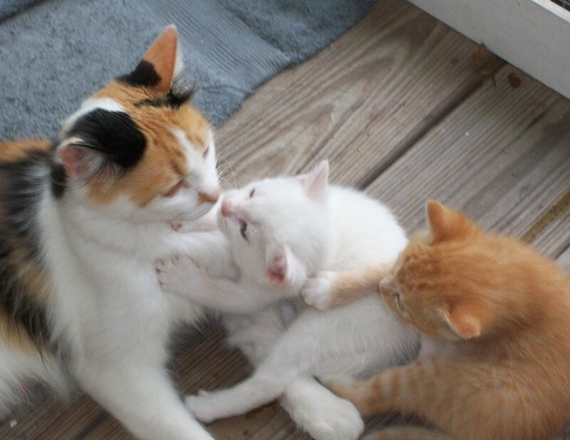 Cats playing together