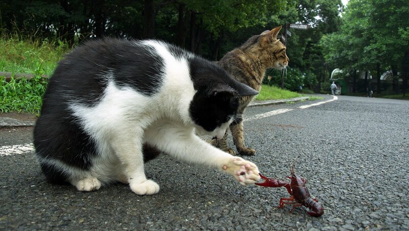 Cats playing with a crayfish