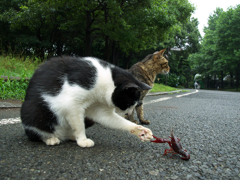 Cats playing with a crayfish