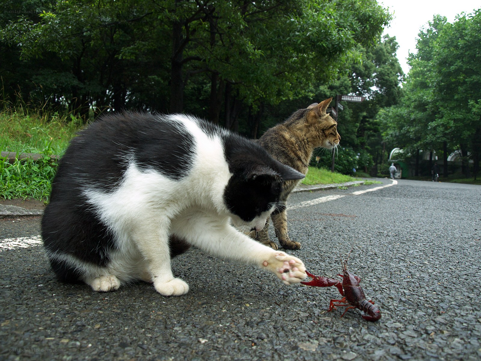 Cats playing with a crayfish
