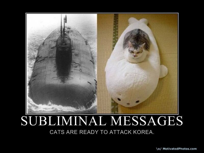 Cats Ready to Attack Korea