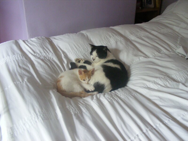Cats resting on a bed