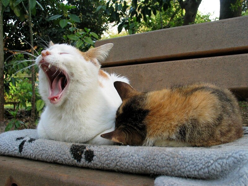 Cats resting on a bench