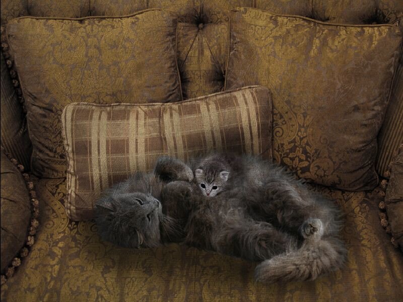 Cats resting on a sofa