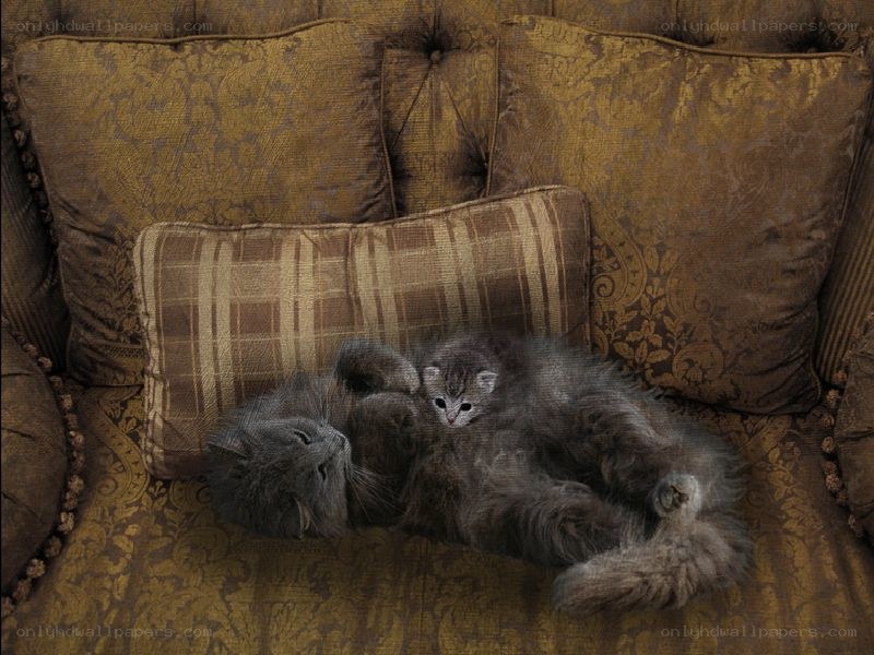 Cats resting on a sofa