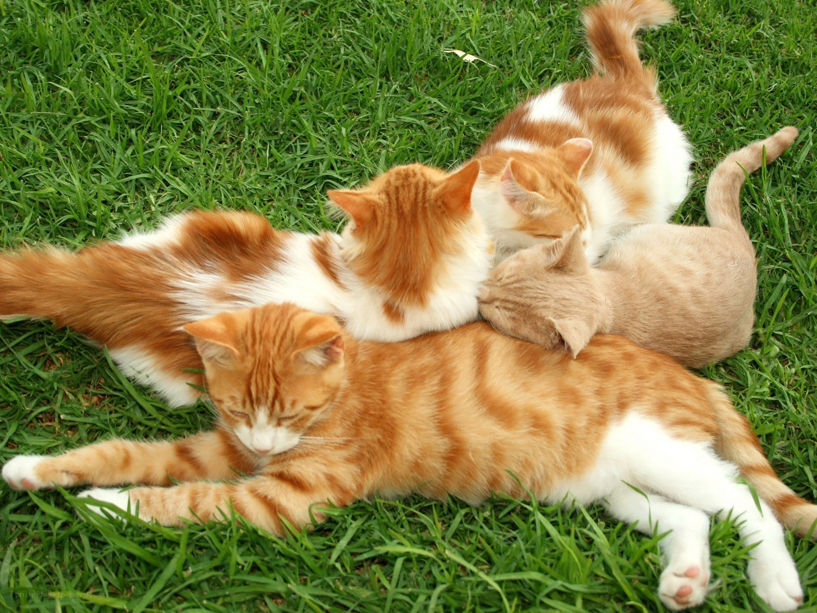 Cats resting on grass