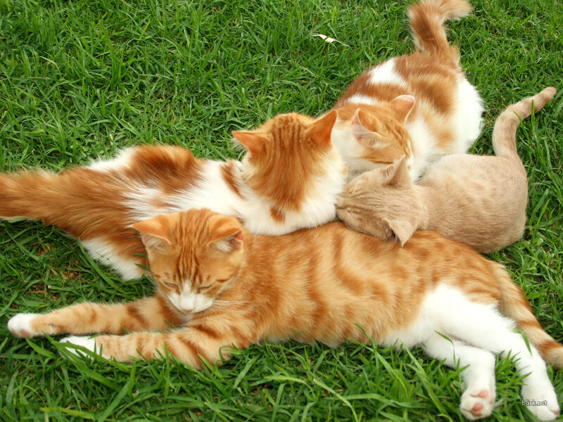 Cats resting on grass