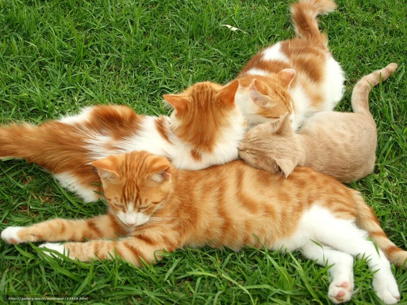 Cats resting on grass
