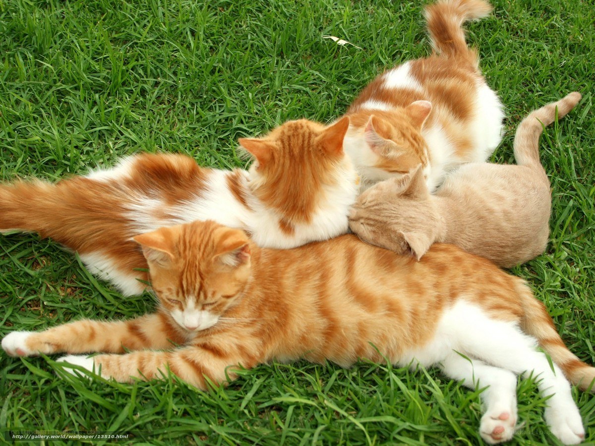 Cats resting on grass