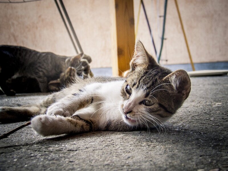 Cats resting on the floor