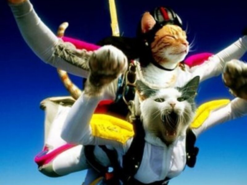 cats skydiving together