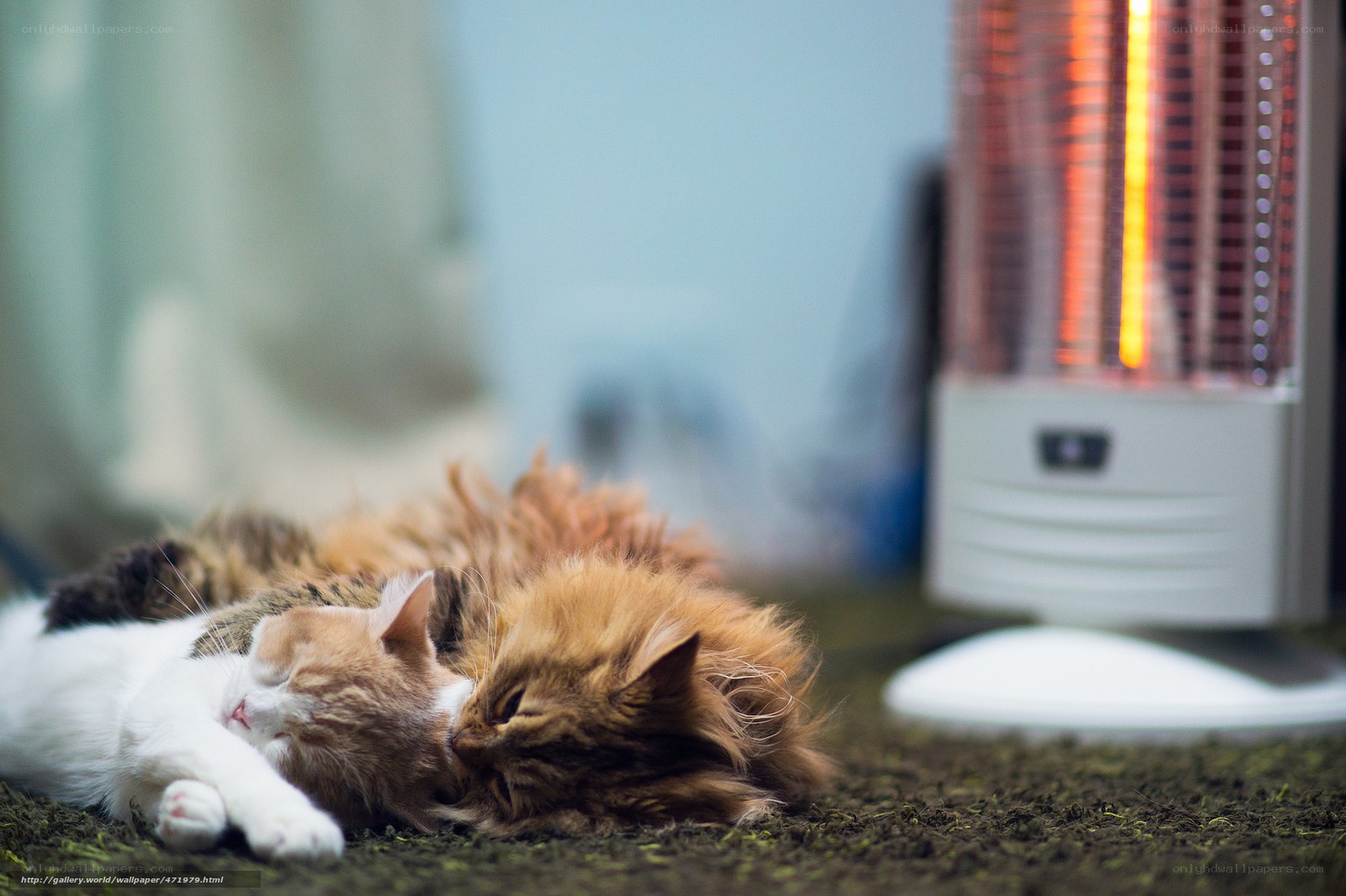 Cats sleeping near heater