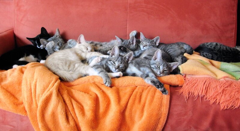 Cats sleeping on a couch